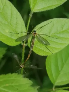 Liogma nodicornis thumbnail 2