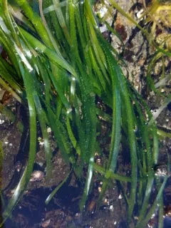 Serrulate Surfgrass thumbnail 4
