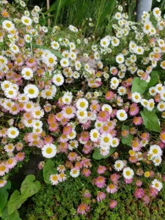 Mexican Fleabane thumbnail 2