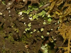 Stiff Tar-spot Lichen thumbnail 2