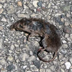 Masked Shrew thumbnail 2