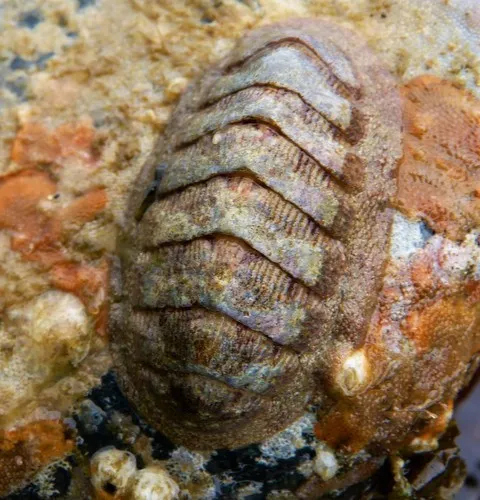 Merten's Chiton