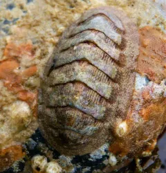 Merten's Chiton thumbnail 1