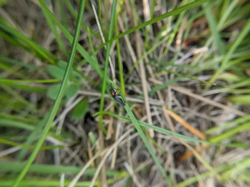 Mountaineer Cantharid Beetle