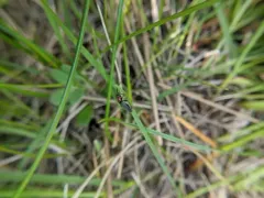 Mountaineer Cantharid Beetle thumbnail 1