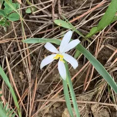 common starlily thumbnail 3