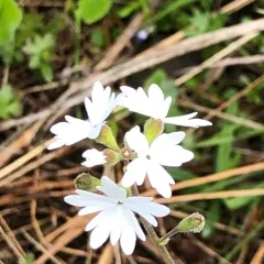 smallflower woodland star thumbnail 2