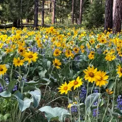 arrowleaf balsamroot thumbnail 4
