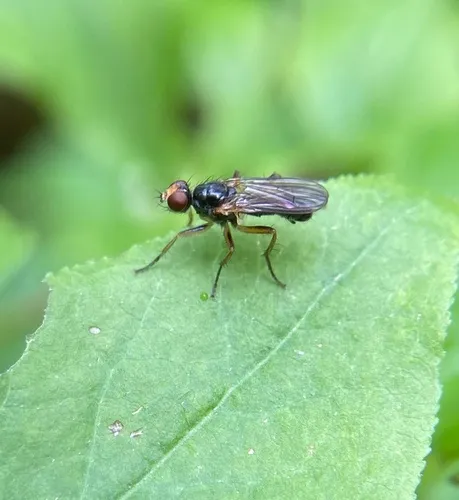 Cordilura fuscipes