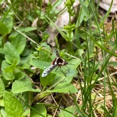 Pygmy Bee Fly thumbnail 2