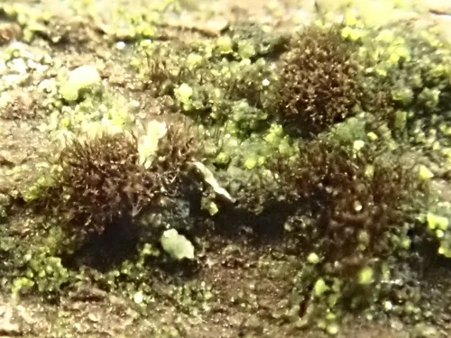 Pseudospiropes simplex