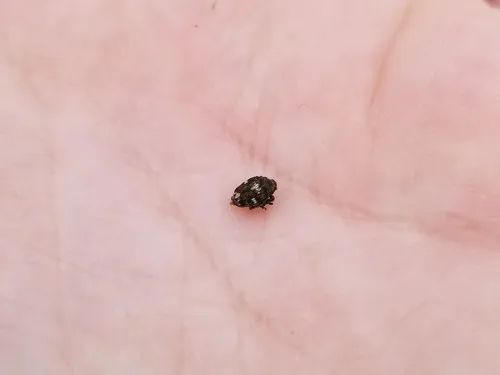 Mogulones crucifer