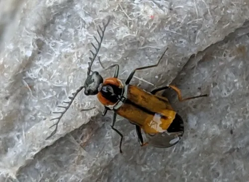 Malachius mirandus