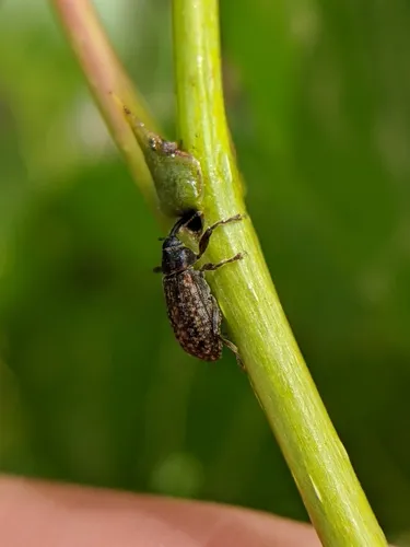 Eastern Cottonwood Weevil