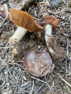 Cortinarius bridgei thumbnail 2