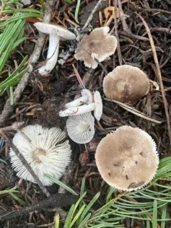 Tricholoma moseri thumbnail 2