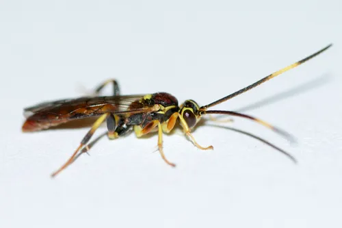 Cratichneumon annulatipes