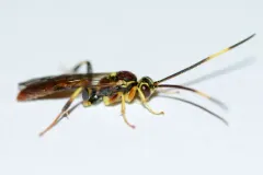 Cratichneumon annulatipes thumbnail 1