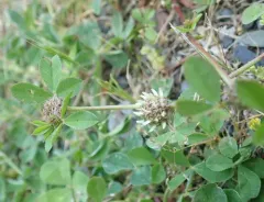 Clustered clover thumbnail 2