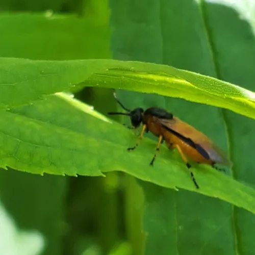 Rose Sawfly