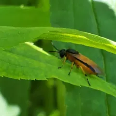 Rose Sawfly thumbnail 1