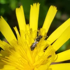 Mock-orange Scissor Bee thumbnail 3
