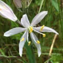 great camas thumbnail 3