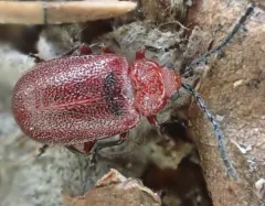 Cherry leaf beetle thumbnail 3