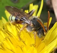Superb Nomad Bee thumbnail 1