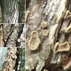 Smooth Patch Disease thumbnail 2