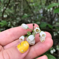 Northern highbush blueberry thumbnail 3