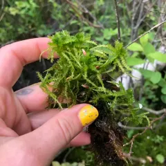 Crome Sphagnum thumbnail 3