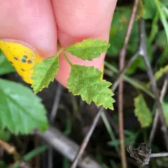 Gymnoconia peckiana thumbnail 2