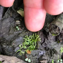 Floating Crystalwort thumbnail 1