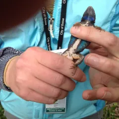 Western Fence Lizard thumbnail 1