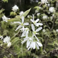 common serviceberry thumbnail 3