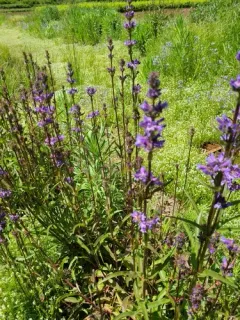 tall western penstemon thumbnail 2