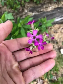 Sticky Catchfly thumbnail 2