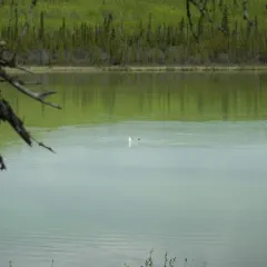 Short-billed Gull thumbnail 4