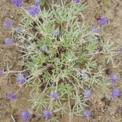 Yukon Lupine thumbnail 2