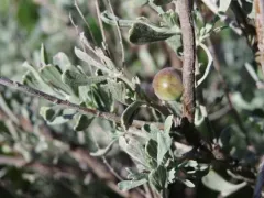 Sagebrush Plum Gall Midge thumbnail 4