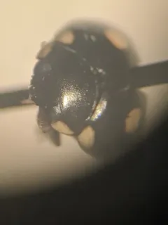 Octavia Lady Beetle thumbnail 3