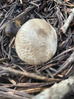 Smoky Puffball thumbnail 3
