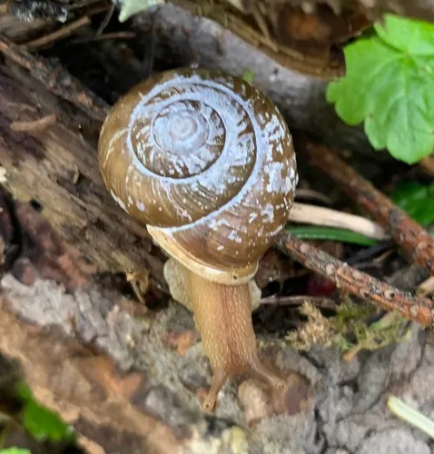 Idaho Forestsnail