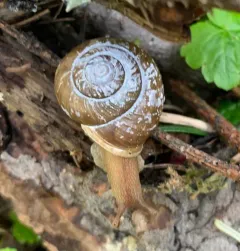 Idaho Forestsnail thumbnail 1