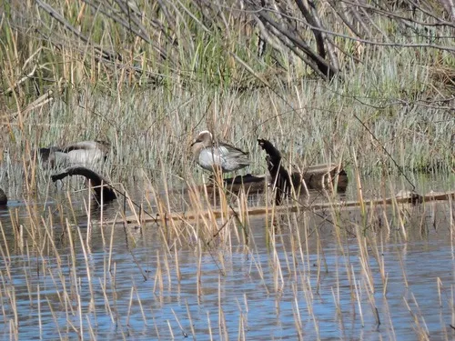 Garganey