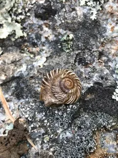 Costate Mountainsnail thumbnail 1
