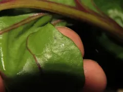 Spinach Leafminer thumbnail 3
