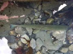 Dolly Varden thumbnail 2