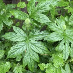 Pacific Waterleaf thumbnail 3